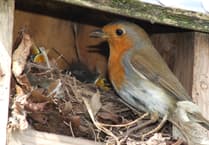 Box clever to help feathered friends