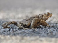 So why did the toad cross the road?
