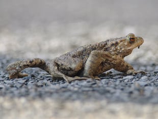 So why did the toad cross the road?