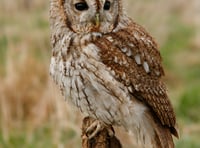 Try this quiz about owls - it's a hoot!