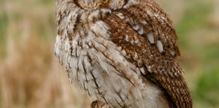 Try this quiz about owls - it's a hoot!