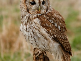 Try this quiz about owls - it's a hoot!