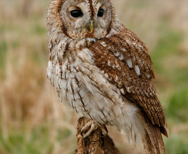 Try this quiz about owls - it's a hoot!