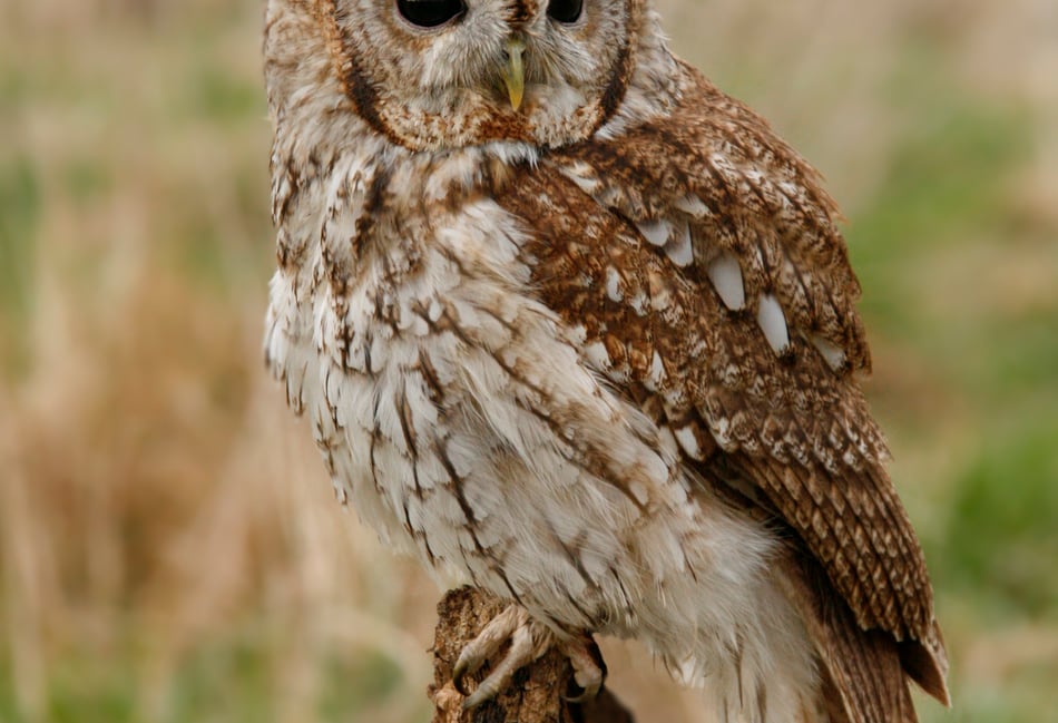 Try this quiz about owls - it's a hoot!