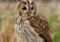 Try this quiz about owls - it's a hoot!