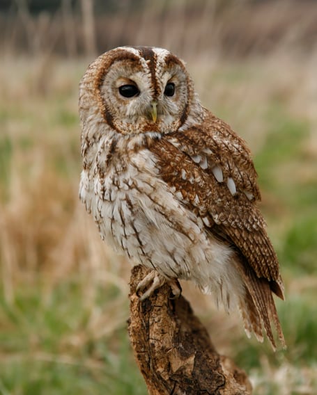 Tawny Owl