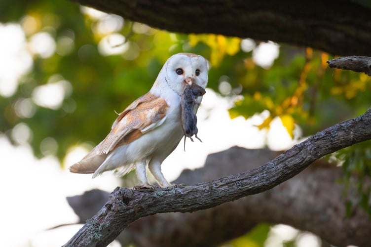 barn owl