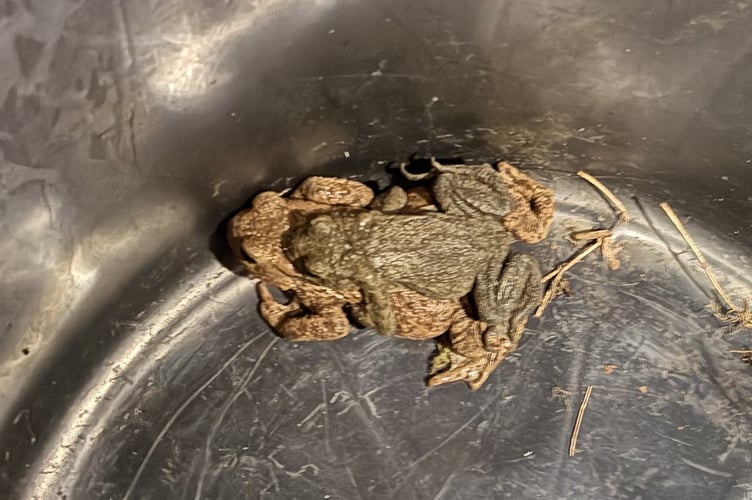 Toads rescued by Goldsworth Park patrol