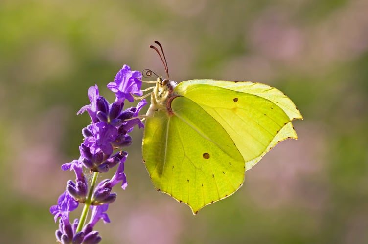 Brimstone_Matt Berry, Greenwings, Butterfly Conservation