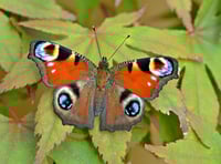 Butterflies begin spreading their wings