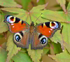 Butterflies begin spreading their wings