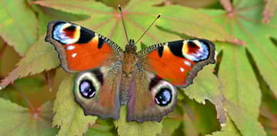 Butterflies begin spreading their wings