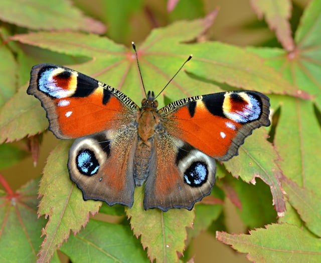 Butterflies begin spreading their wings