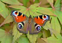 Butterflies starting to spread their wings