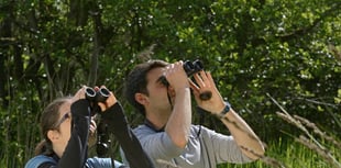 Wild bird survey is a walk in the park