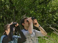 Wild bird survey is a walk in the park