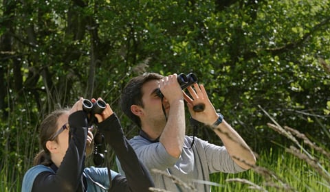 Wild bird survey is a walk in the park