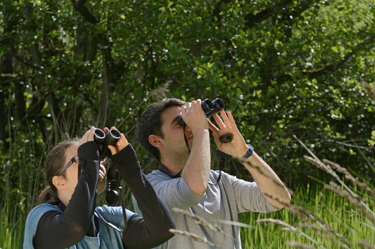 Birds in Greenspaces