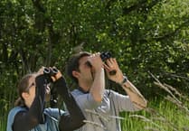 Joining bird survey is a walk in the park