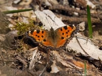 Wanted: sightings of rare butterfly