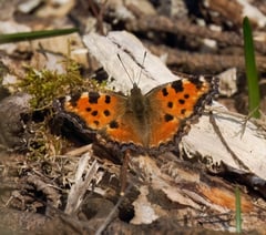 Wanted: sightings of rare butterfly