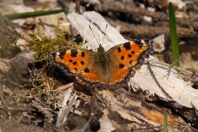 Wanted: sightings of rare butterfly