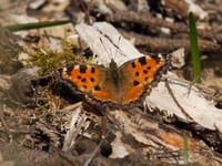 Wanted: sightings of rare butterfly