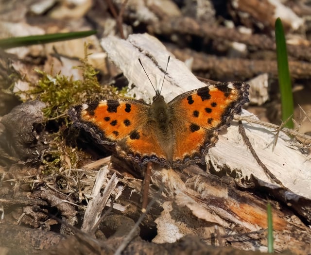 Wanted: sightings of rare butterfly