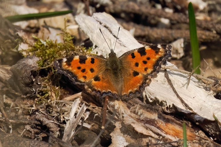 Large Tortoiseshell in Sussex Mar 2026 