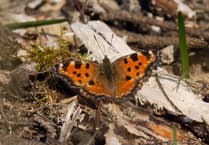 Wanted: large tortoiseshell butterfly sightings