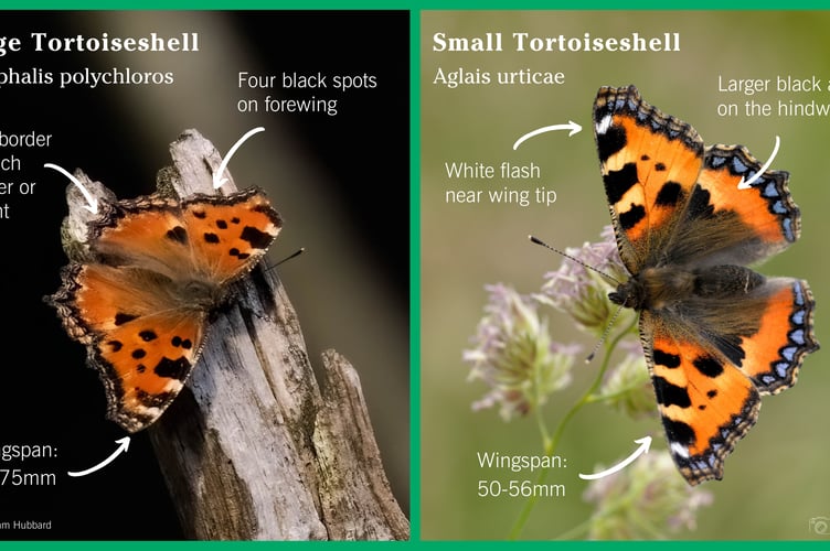 Small versus Large Tortoiseshell identification 