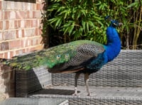 Mystery peacock Pete makes himself at home on Surrey street