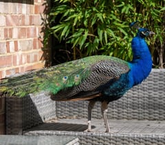 Mystery peacock Pete makes himself at home on Surrey street