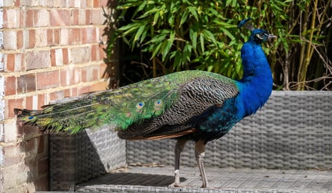 Mystery peacock Pete makes himself at home on Surrey street