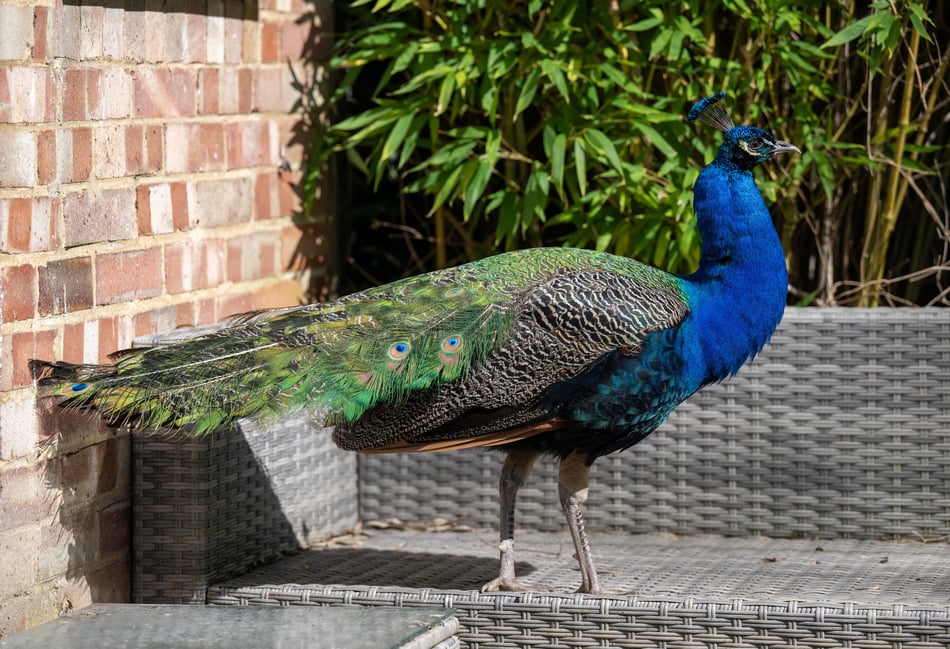 Mystery peacock Pete makes himself at home on Surrey street