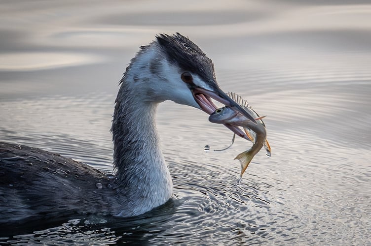 Great-crested Grebe with Perch by Mike Tibbotts