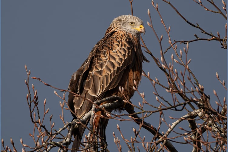 Red Kite in Winter Weather by Heather Seaton