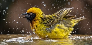 Woking Photographic Society shines in latest competition