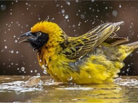 Woking Photographic Society shines in latest competition