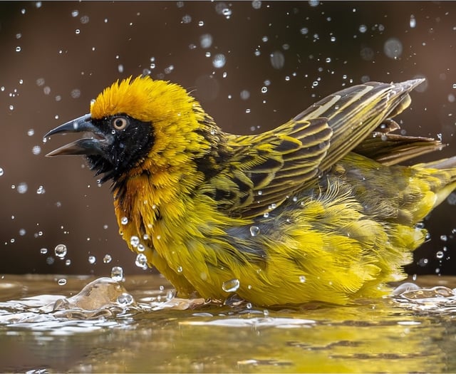 Woking Photographic Society shines in latest competition