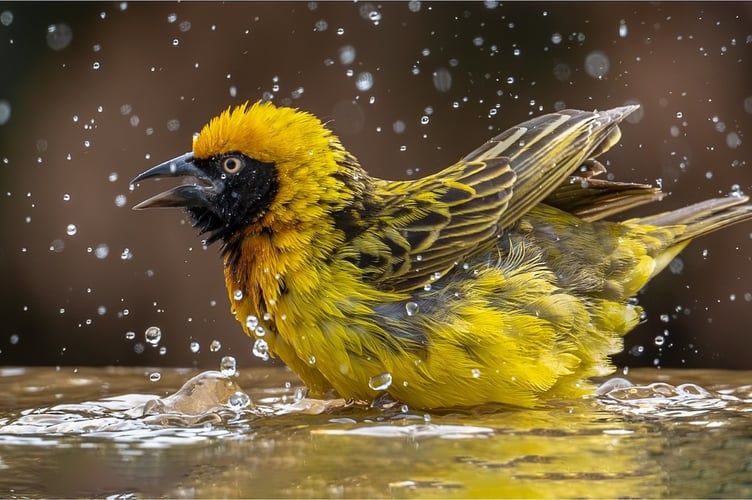 Weaver taking a bath by Jane Hibbert