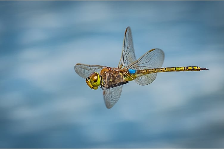 Vagrant Emperor in Flight by Jane Hibbert