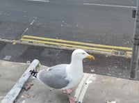 Easter treats, dodging pranks and a tale of chip-snatching seagulls