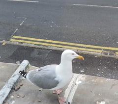 Easter treats, dodging pranks and a tale of chip-snatching seagulls