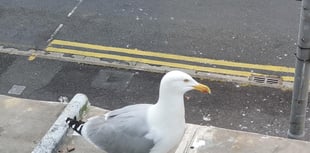 Easter treats, dodging pranks and a tale of chip-snatching seagulls