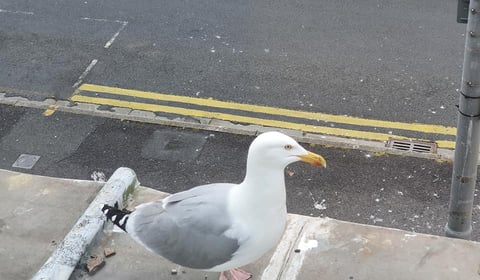 Easter treats, dodging pranks and a tale of chip-snatching seagulls