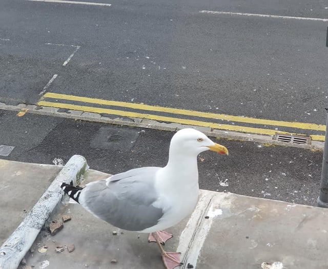 Easter treats, dodging pranks and a tale of chip-snatching seagulls