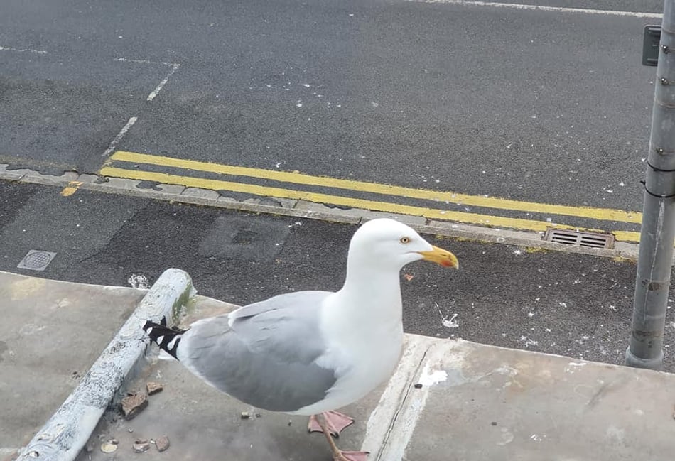 Easter treats, dodging pranks and a tale of chip-snatching seagulls