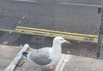 Easter treats, dodging pranks and a tale of chip-snatching seagulls