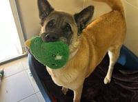 Join in fun at popular Millbrook dog show